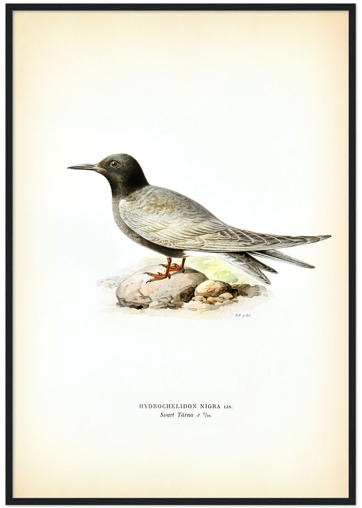 Fågeln Svart Tärna på klassisk vintage poster/affisch