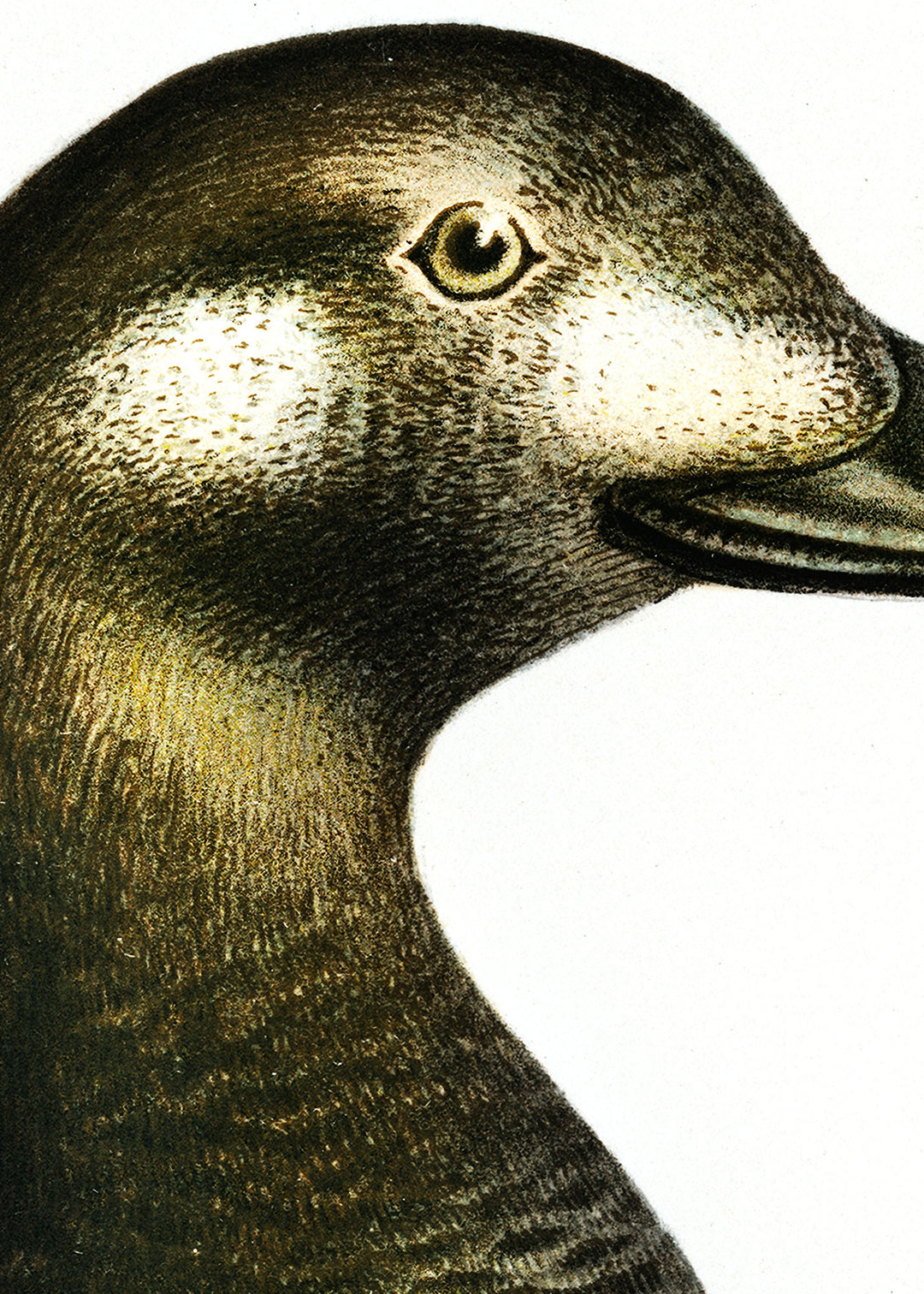 Fågeln Svärta på klassisk vintage poster/affisch
