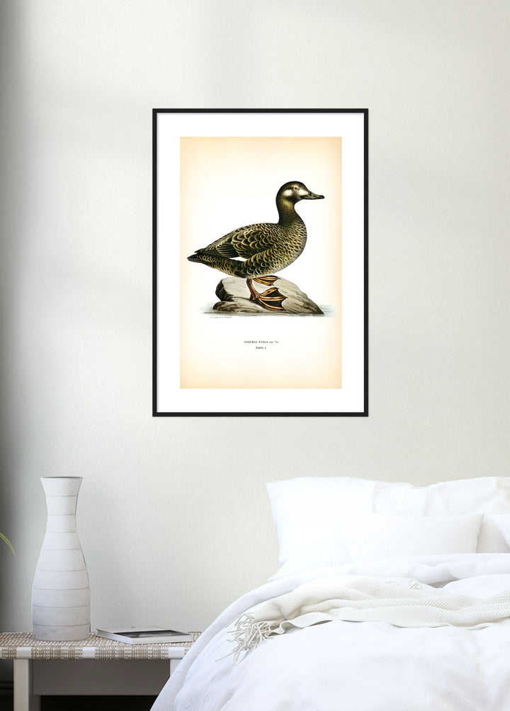 Fågeln Svärta på klassisk vintage poster/affisch