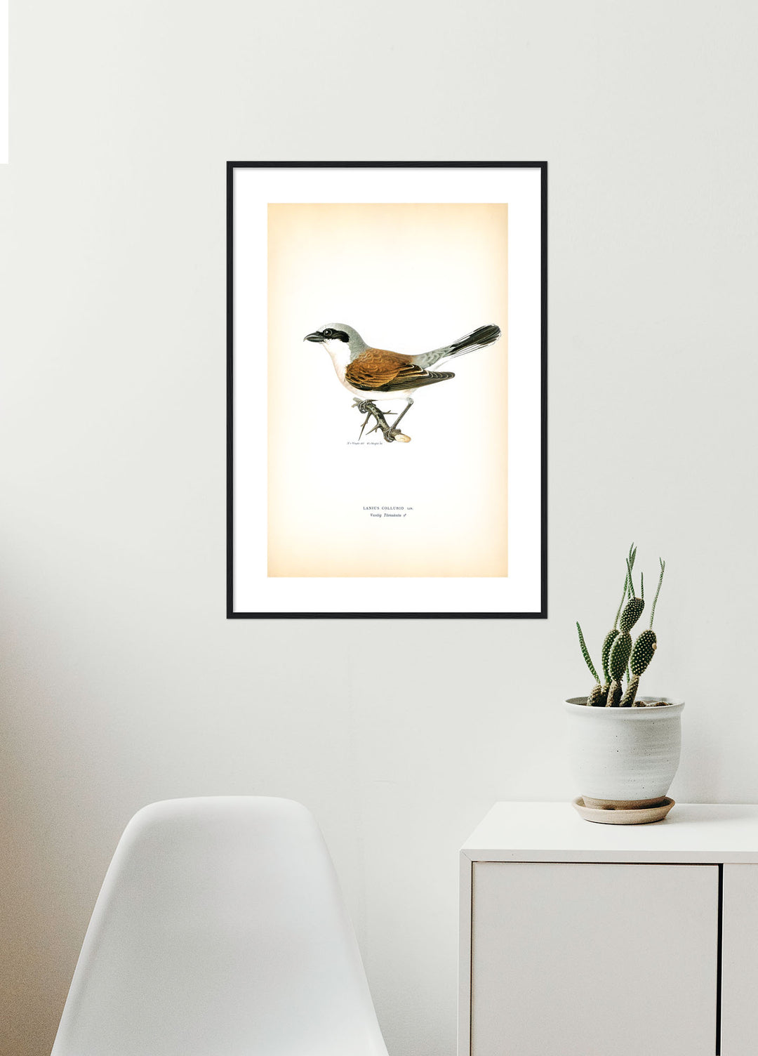 Fågeln Törnskata på klassisk vintage poster/affisch