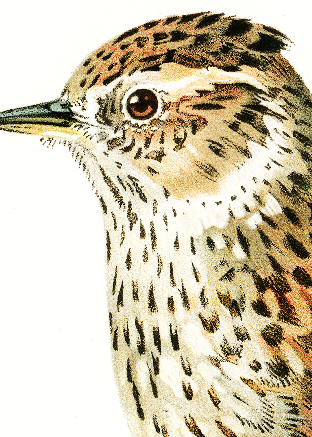 Fågeln Trädlärka på klassisk vintage poster/affisch