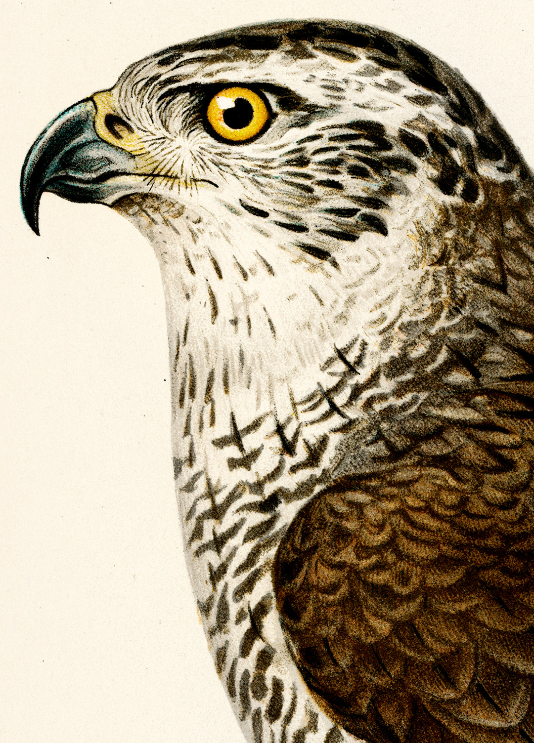 Fågeln Dufhök på klassisk vintage poster/affisch
