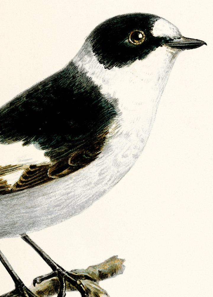 Fågeln Halsbandsflugsnappare på klassisk vintage poster/affisch