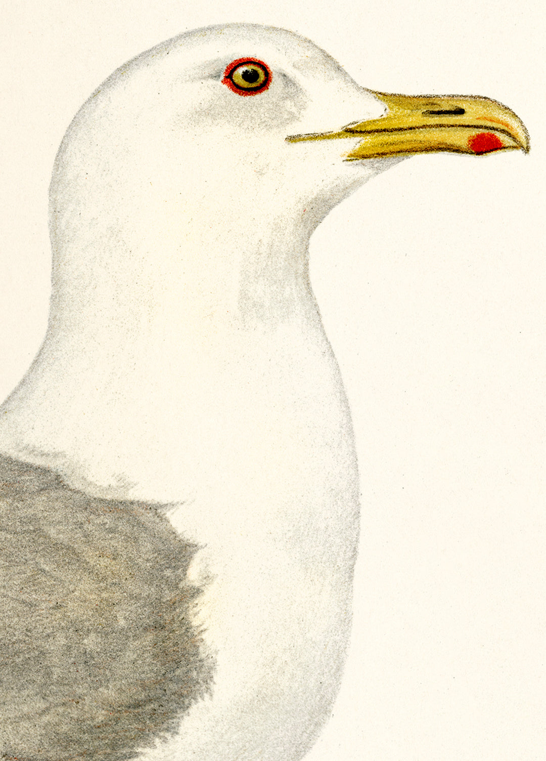 Fågeln Hvitvingad trut på klassisk vintage poster/affisch