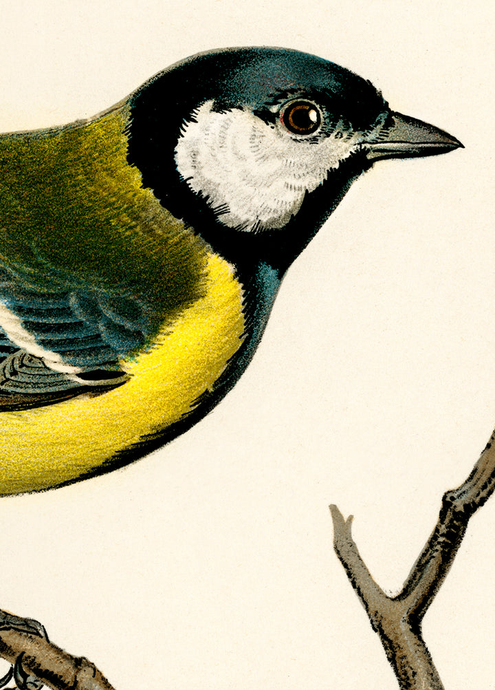 Fågeln Talgoxe på klassisk vintage poster/affisch