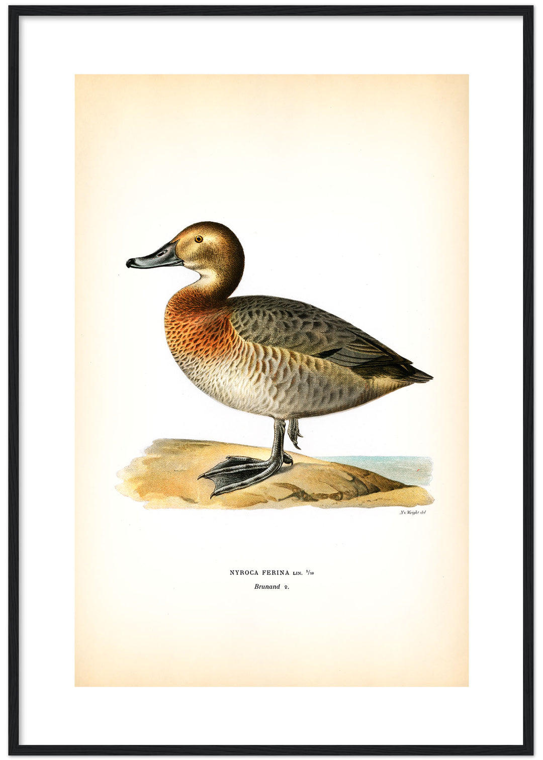 Fågeln Brunand på klassisk vintage poster/affisch