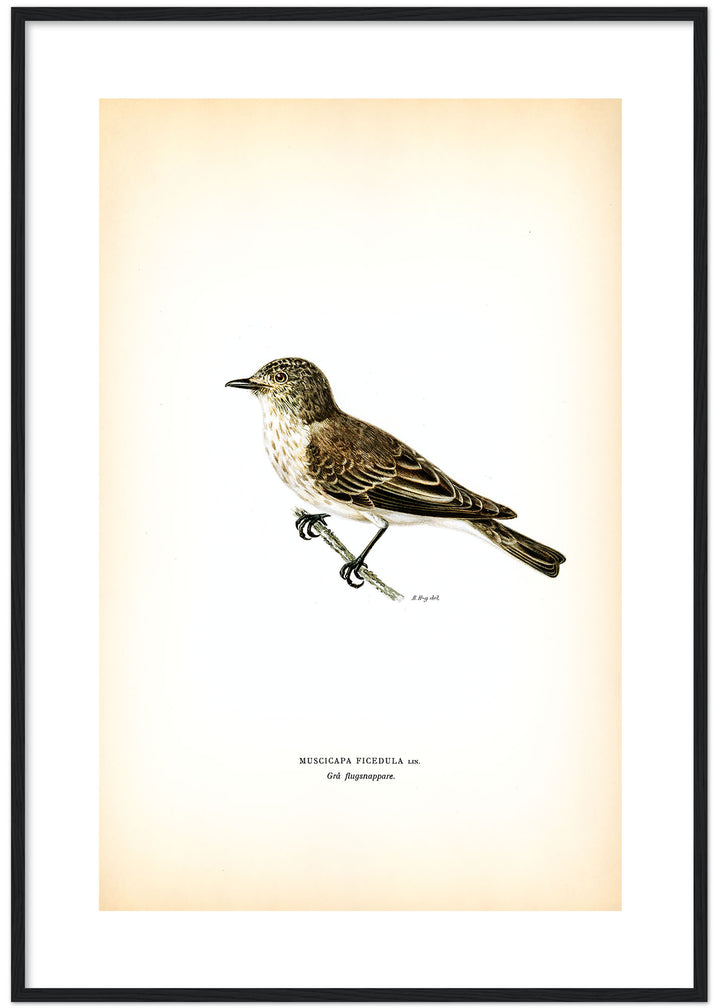 Fågeln Grå flugsnappare på klassisk vintage poster/affisch