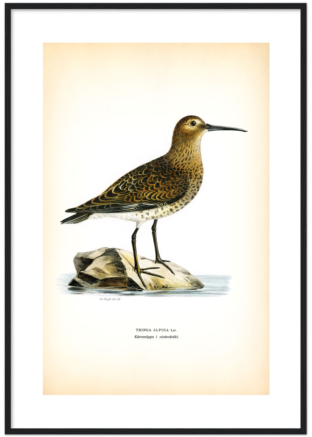 Fågeln Kärrsnäppa, vinterdräkt på klassisk vintage poster/affisch