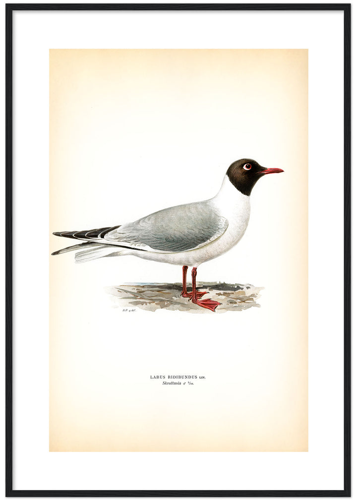 Fågeln Skrattmås på klassisk vintage poster/affisch