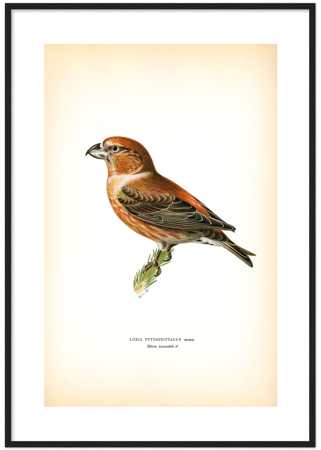 Fågeln Större korsnäbb på klassisk vintage poster/affisch