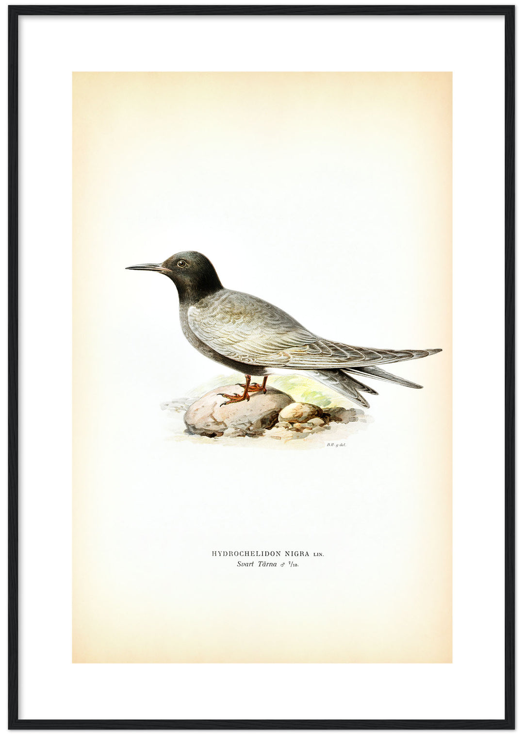 Fågeln Svart Tärna på klassisk vintage poster/affisch