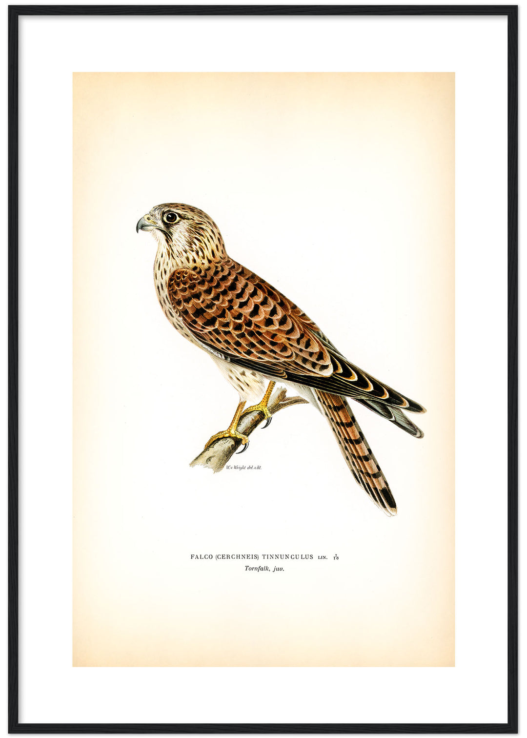 Fågeln Tornfalk, ung på klassisk vintage poster/affisch