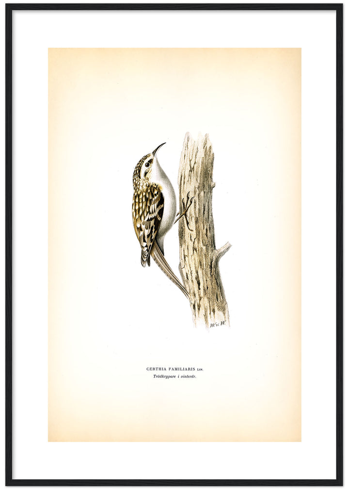 Fågeln Trädkrypare på klassisk vintage poster/affisch