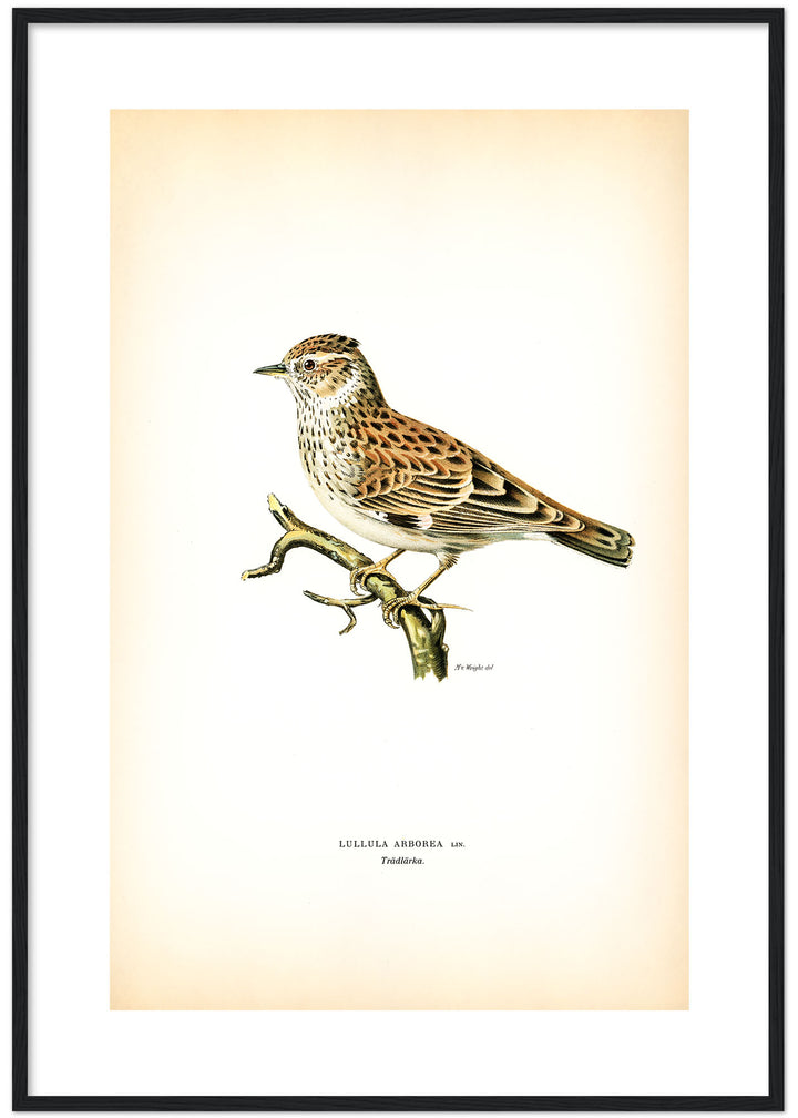 Fågeln Trädlärka på klassisk vintage poster/affisch