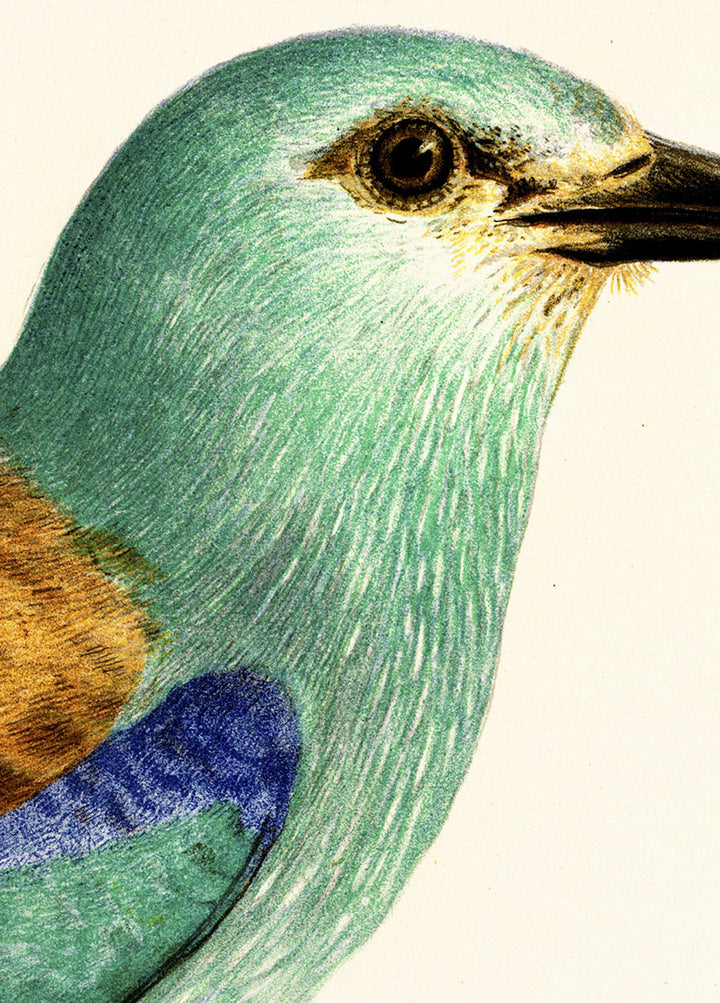 Fågeln Blåkråka på klassisk vintage poster/affisch