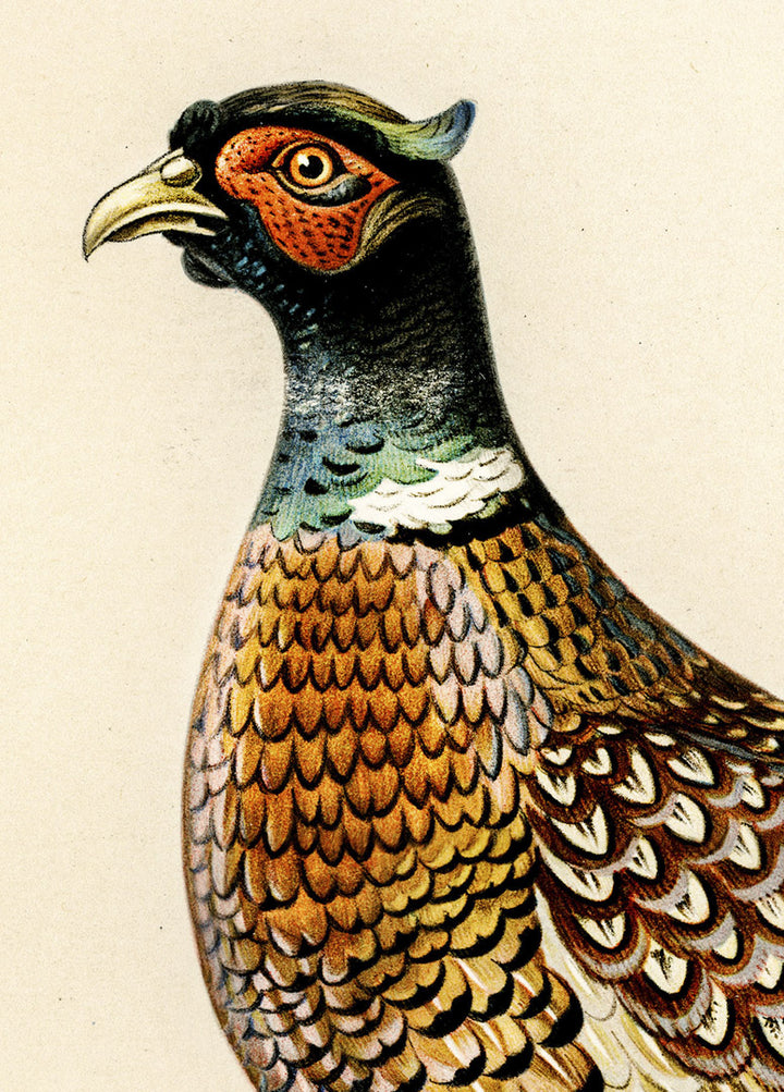 Fågeln Fasan, tupp på klassisk vintage poster/affisch