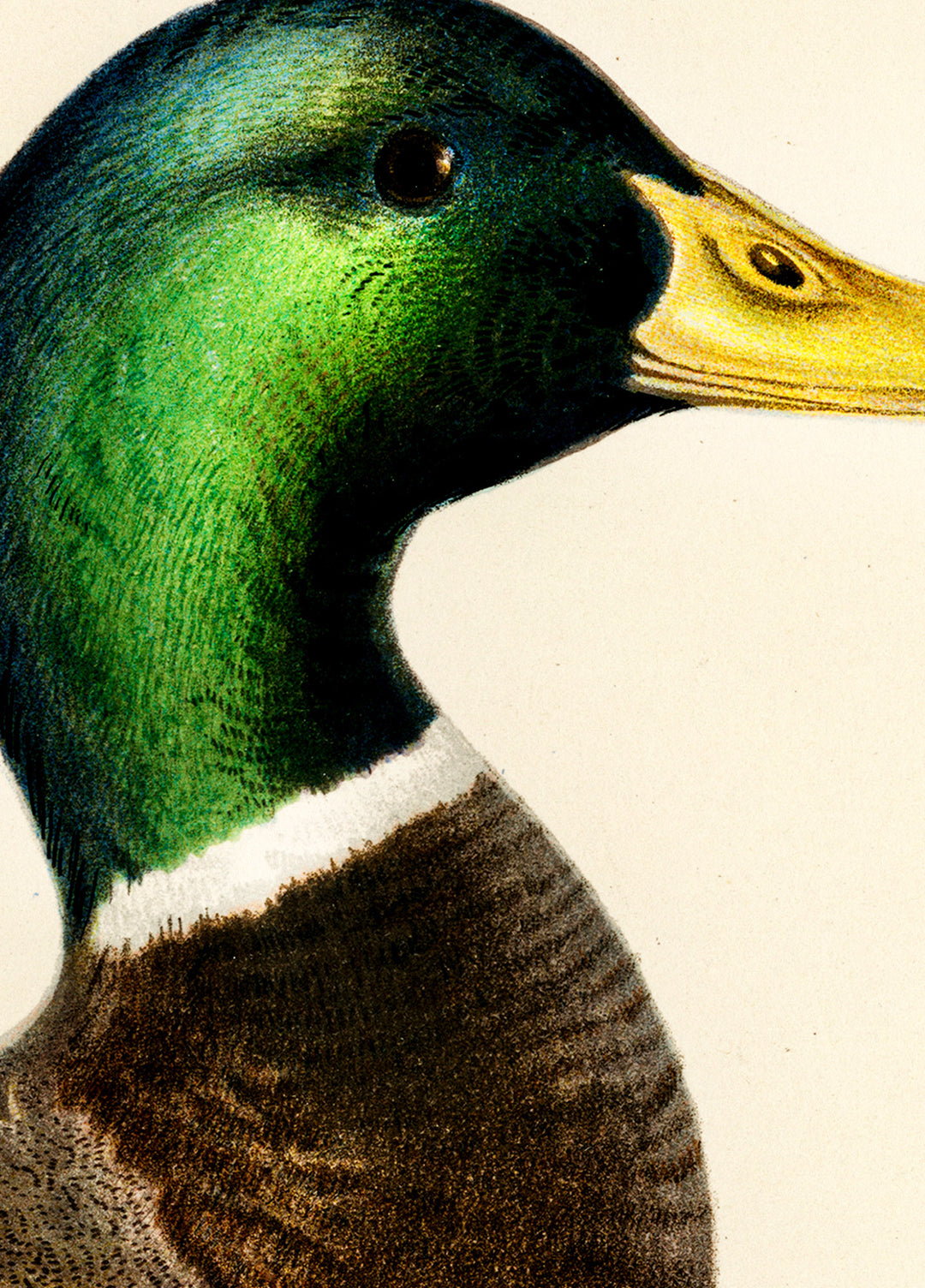 Fågeln Gräsand på klassisk vintage poster/affisch