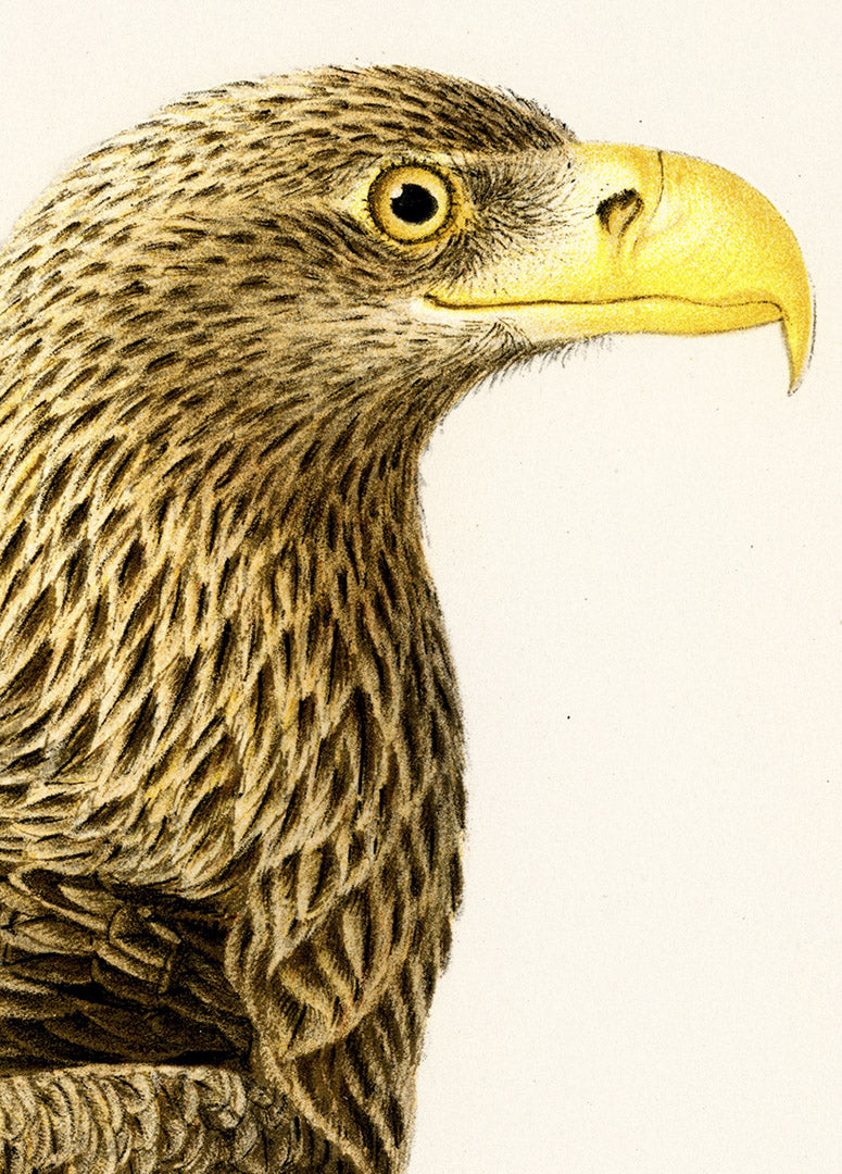 Fågeln Hafsörn på klassisk vintage poster/affisch