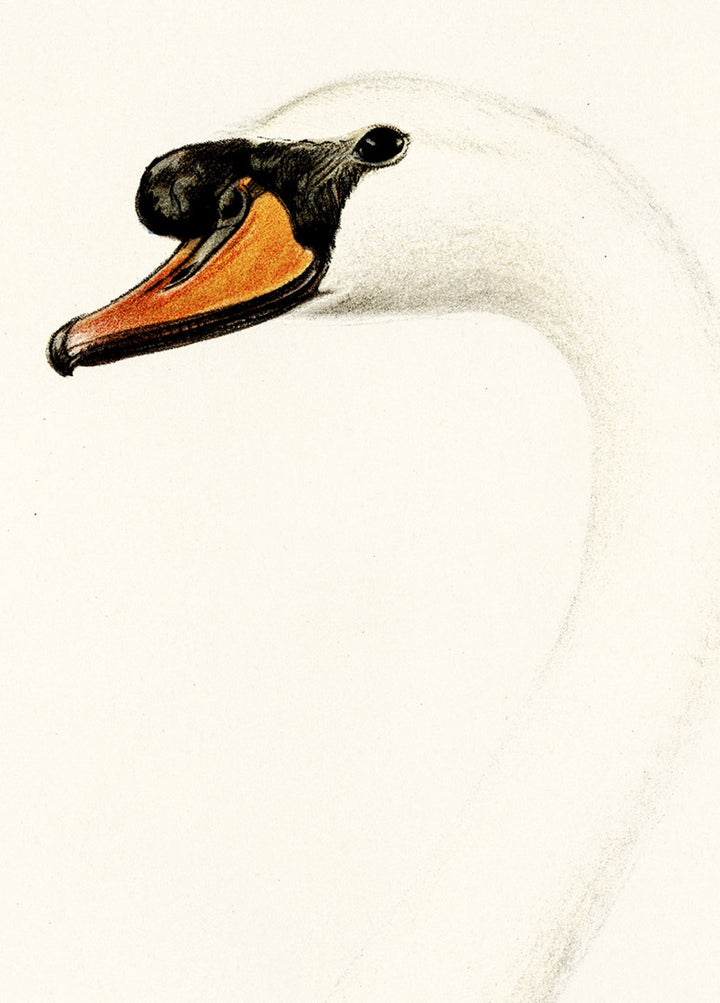 Fågeln Knölsvan på klassisk vintage poster/affisch