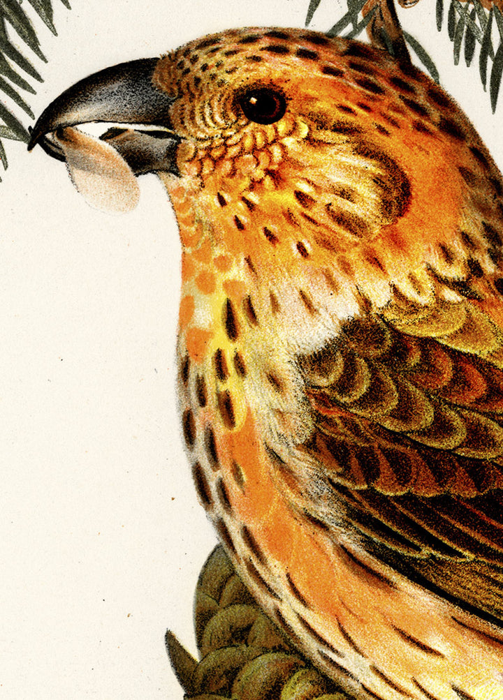 Fågeln Mindre korsnäbb på klassisk vintage poster/affisch