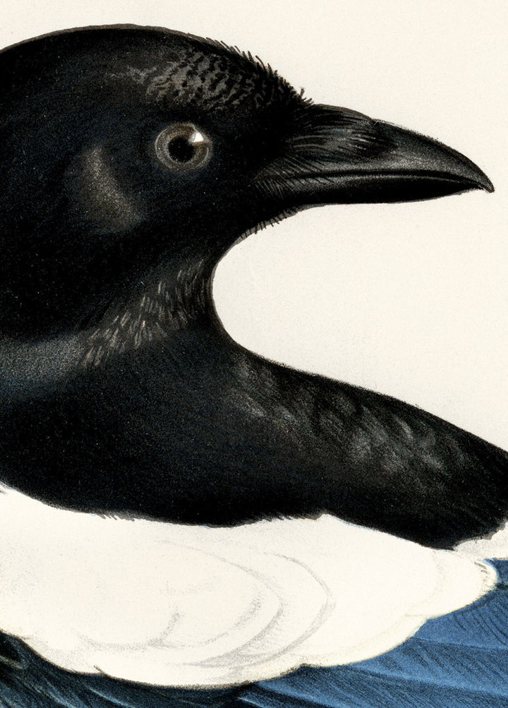 Fågeln Skata på klassisk vintage poster/affisch