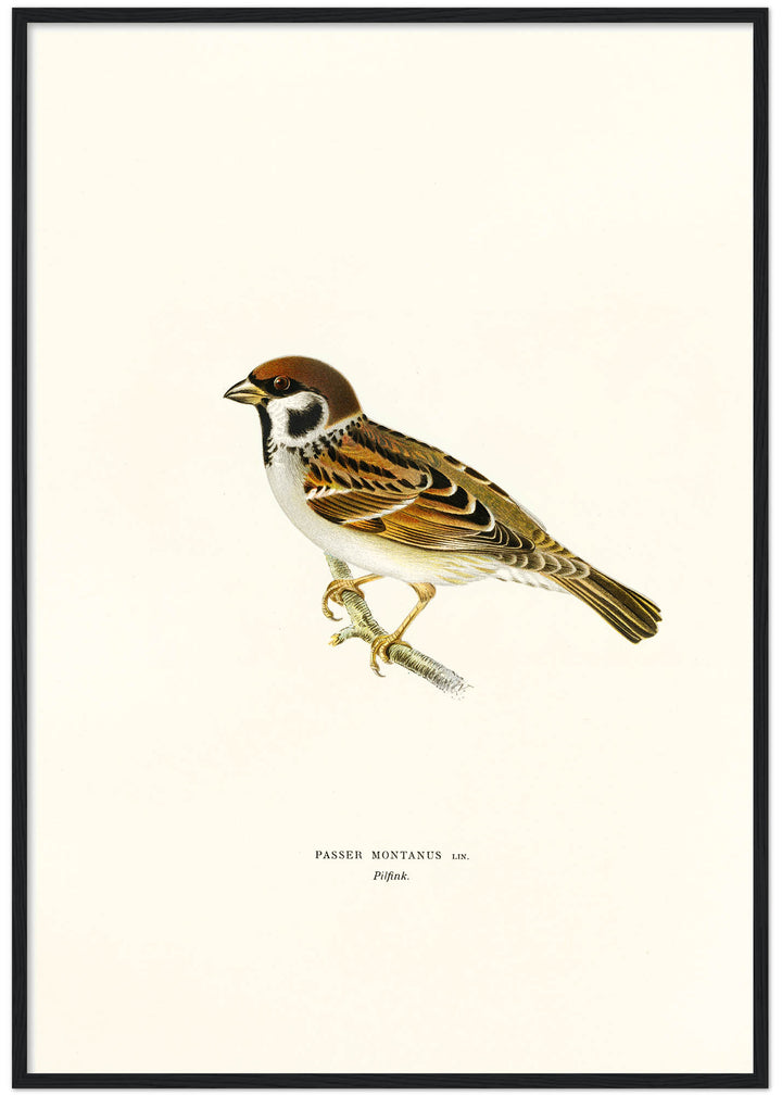 Fågeln Pilfink på klassisk vintage poster/affisch