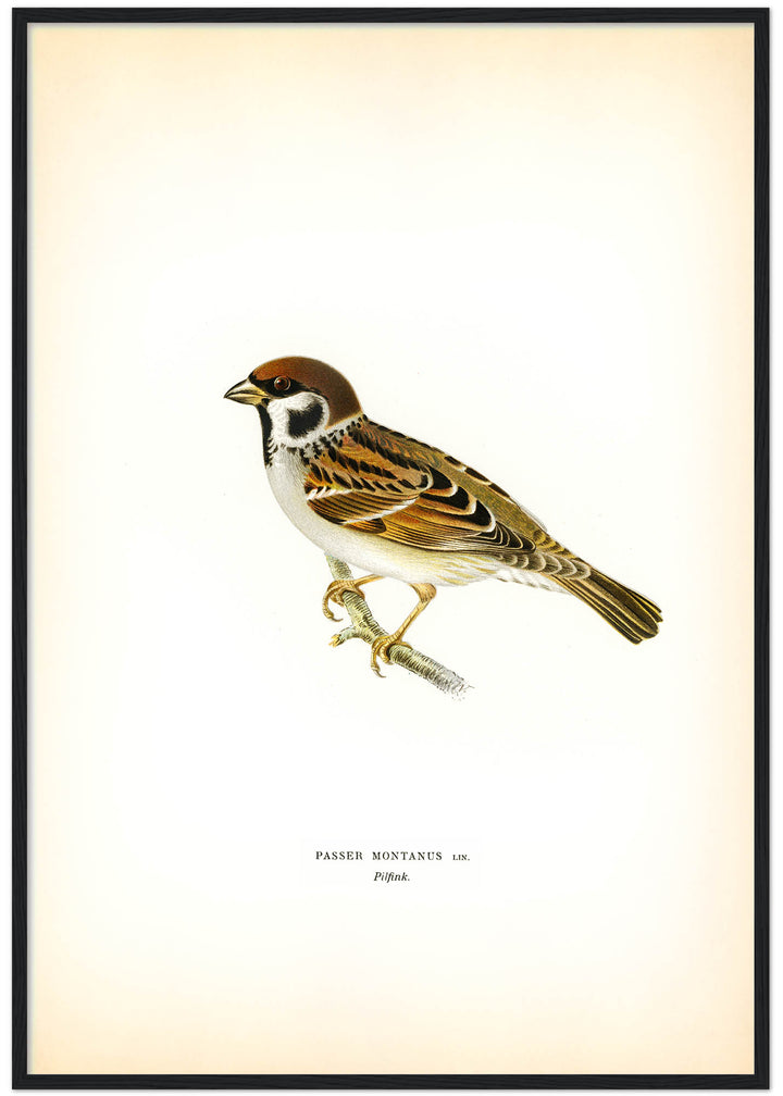 Fågeln Pilfink på klassisk vintage poster/affisch