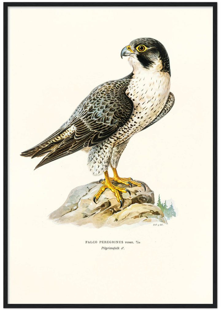 Fågeln Pilgrimsfalk på klassisk vintage poster/affisch