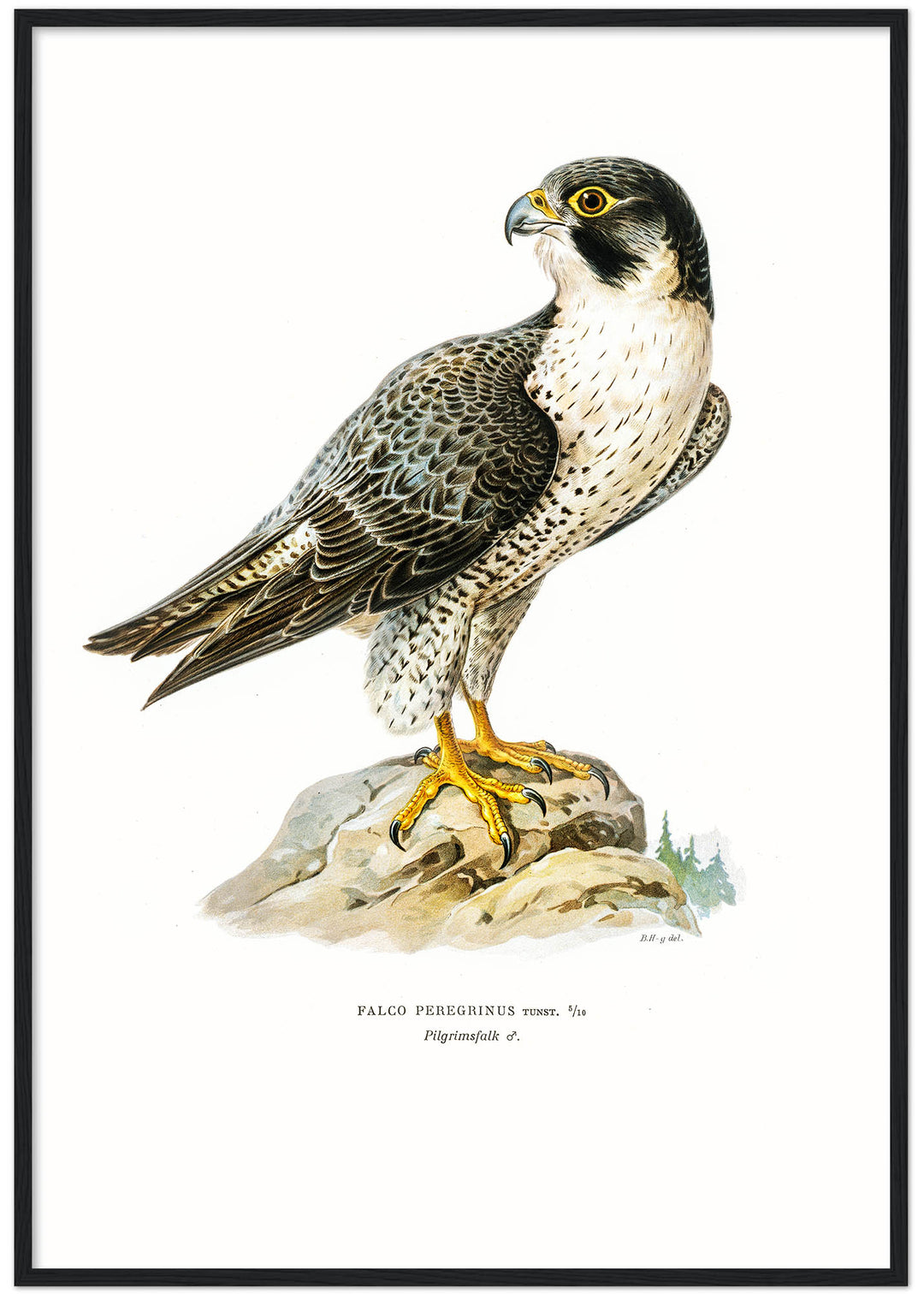 Fågeln Pilgrimsfalk på klassisk vintage poster/affisch