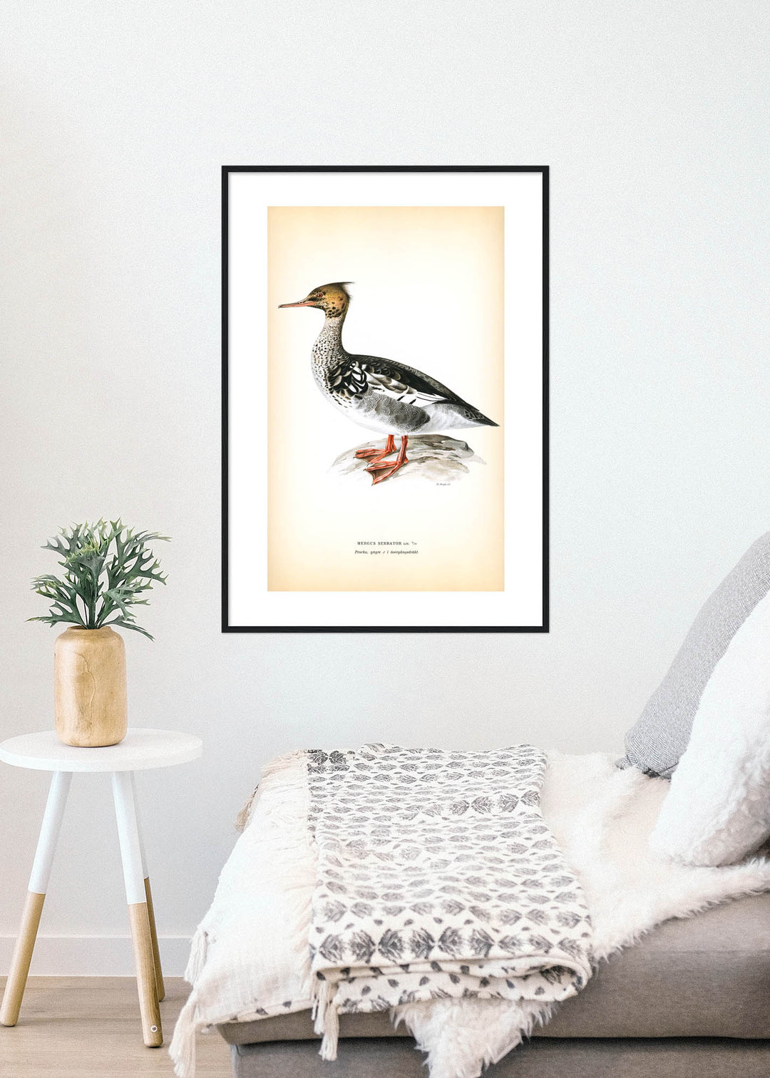 Fågeln Pracka, yngre på klassisk vintage poster/affisch
