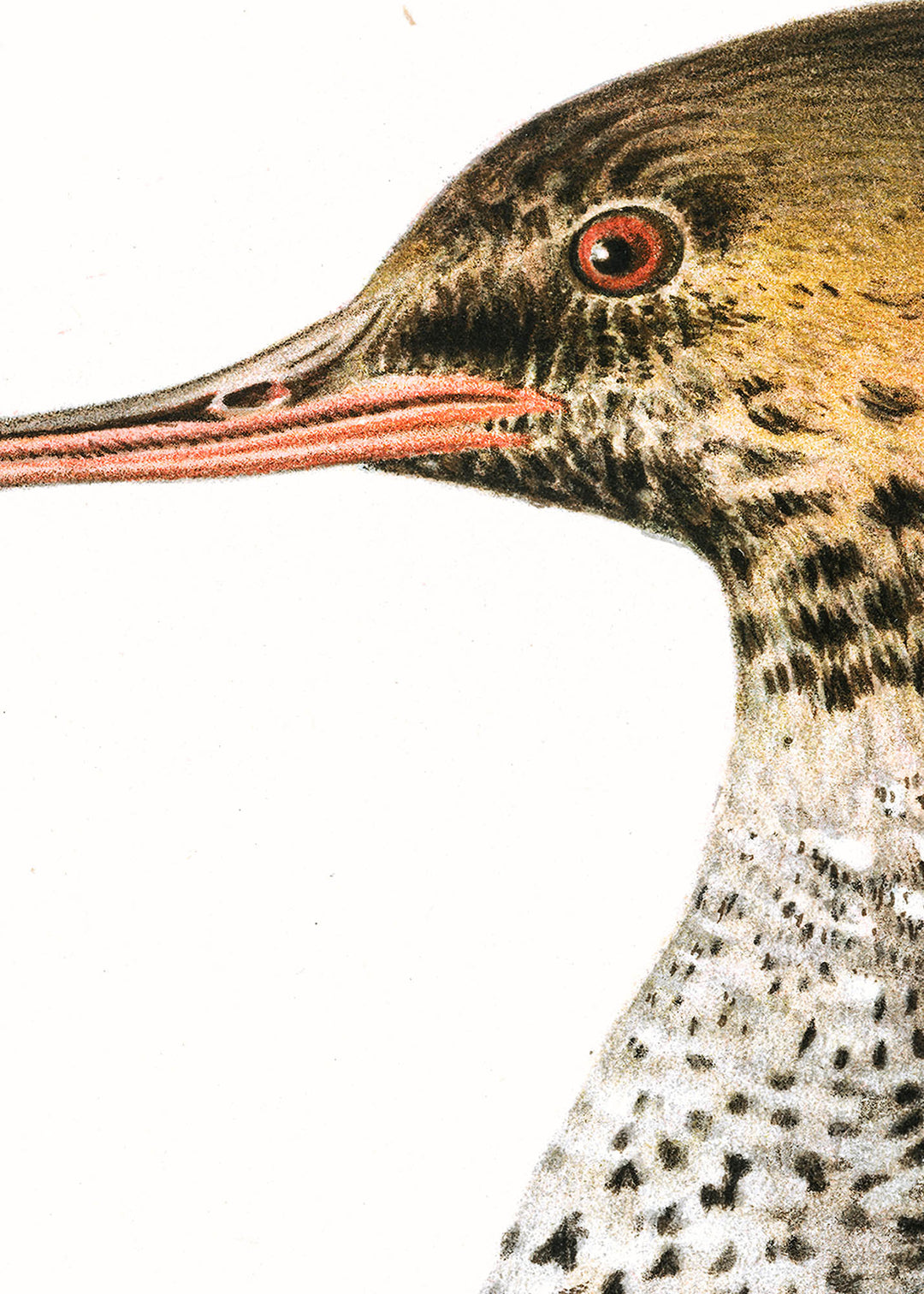 Fågeln Pracka, yngre på klassisk vintage poster/affisch