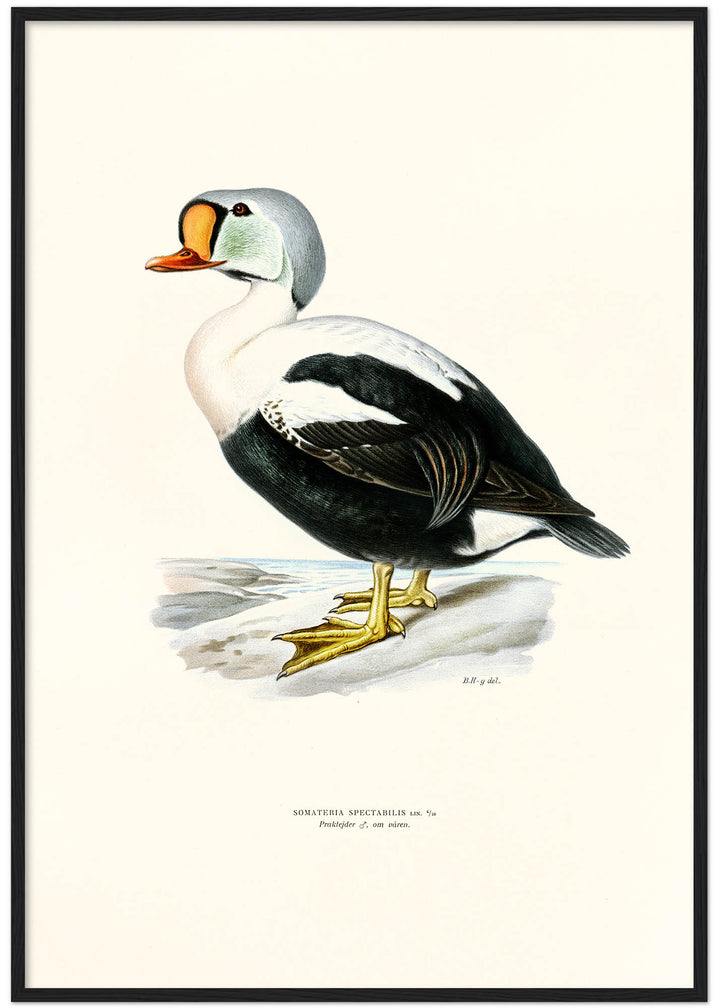 Fågeln Praktejder, hane i vårdräkt på klassisk vintage poster/affisch