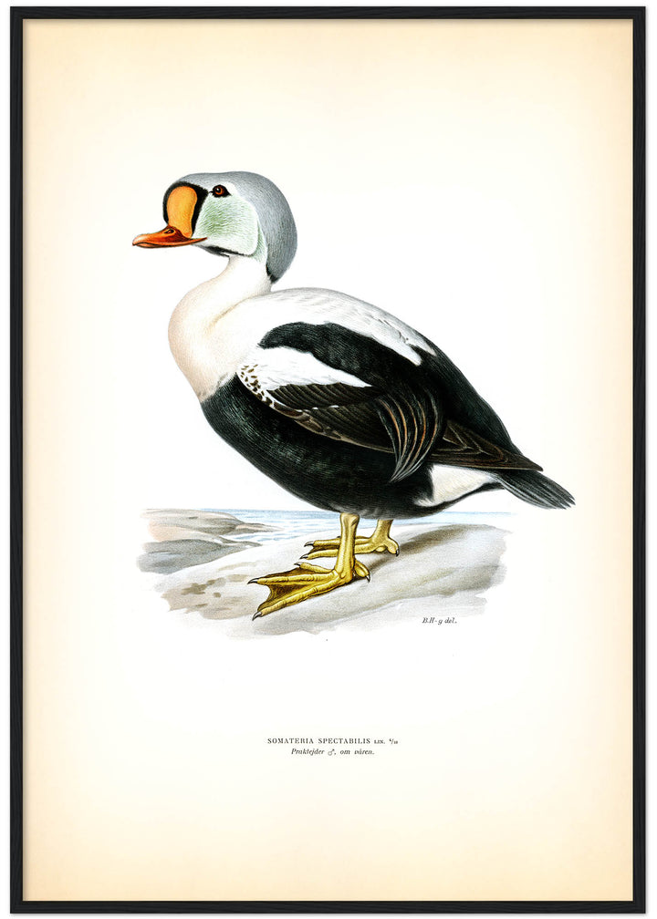 Fågeln Praktejder, hane i vårdräkt på klassisk vintage poster/affisch