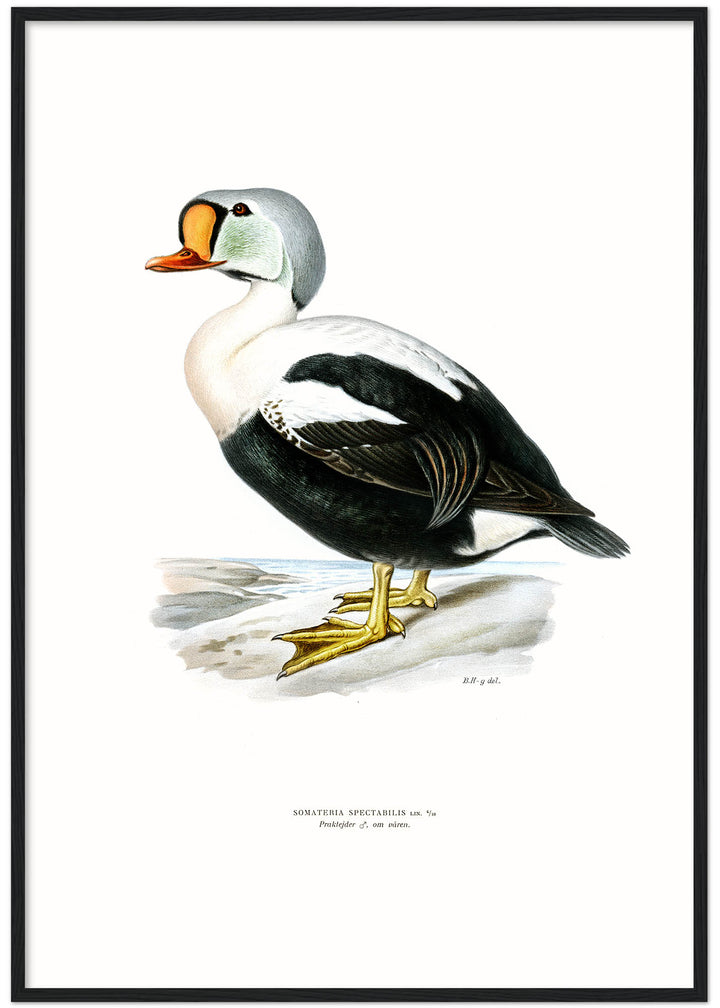 Fågeln Praktejder, hane i vårdräkt på klassisk vintage poster/affisch