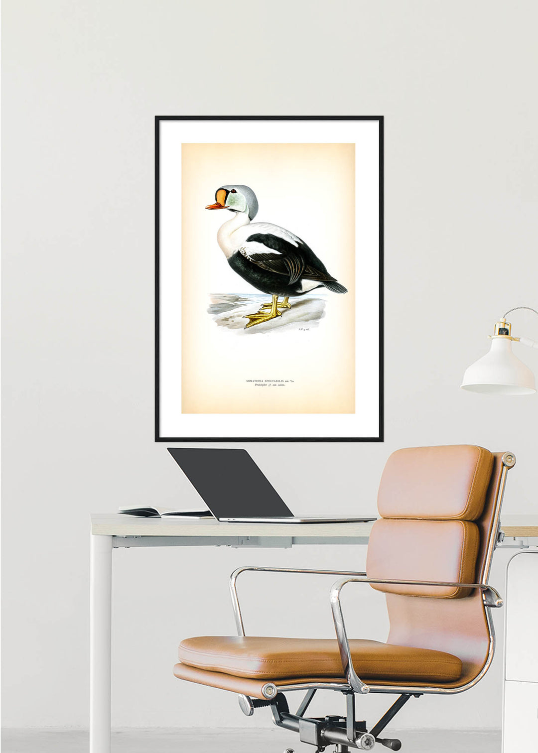 Fågeln Praktejder, hane i vårdräkt på klassisk vintage poster/affisch