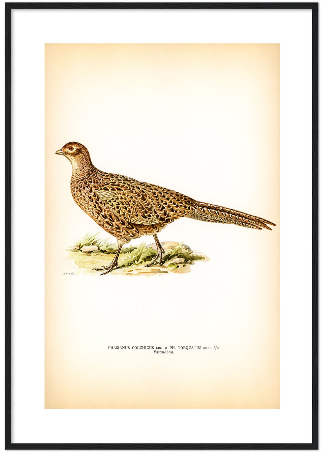 Fågeln Fasanhöna på klassisk vintage poster/affisch
