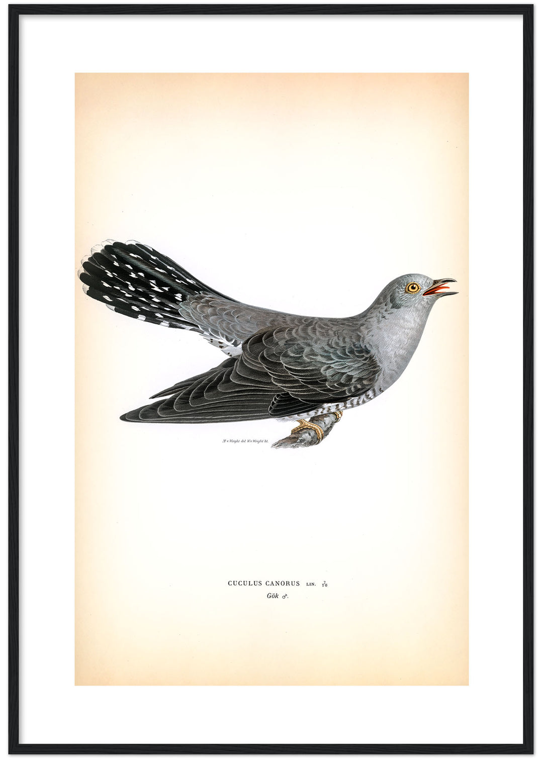 Fågeln Gök på klassisk vintage poster/affisch