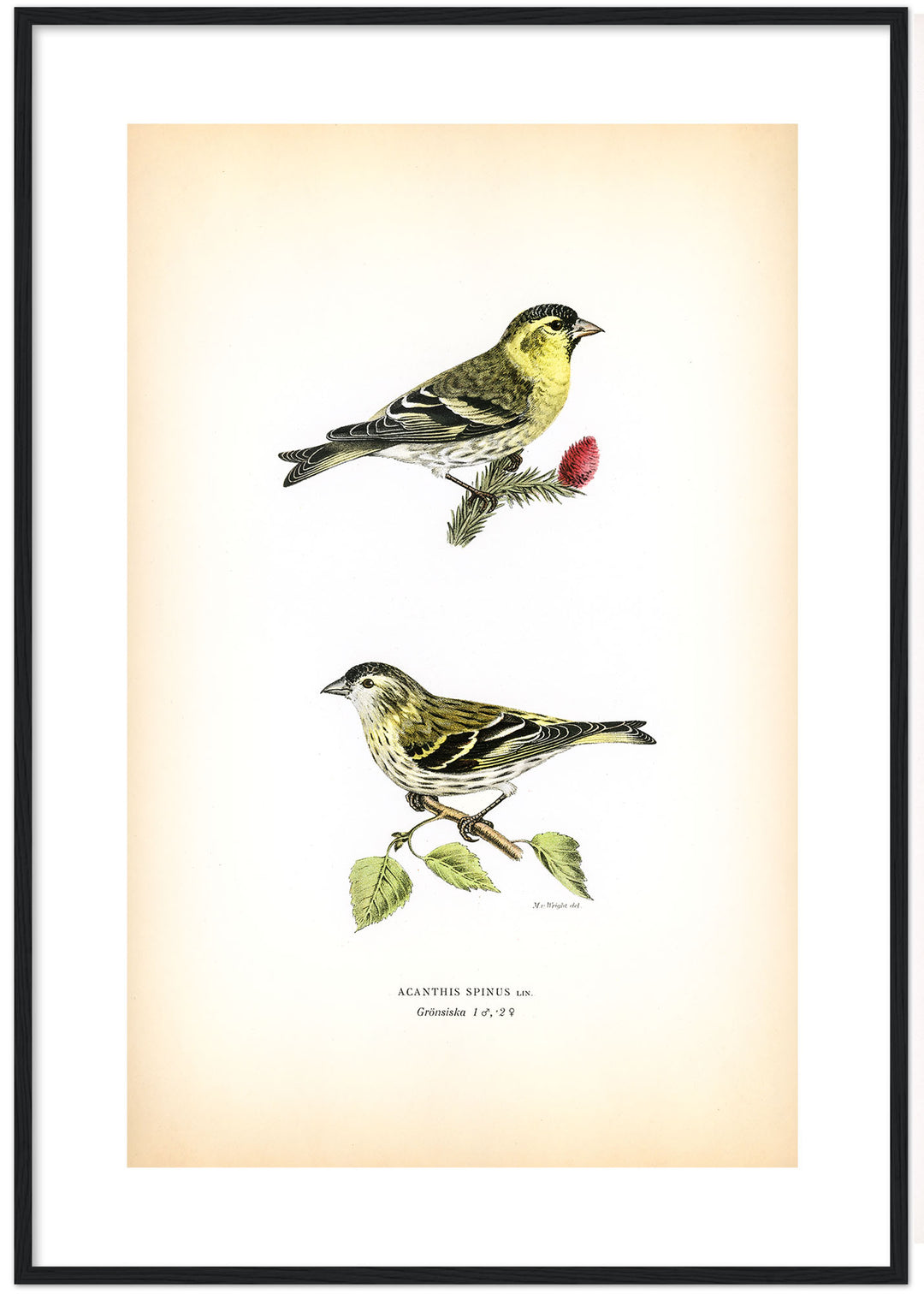 Fågeln Grönsiska på klassisk vintage poster/affisch