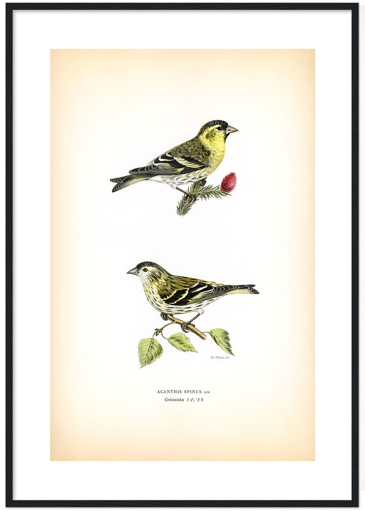 Fågeln Grönsiska på klassisk vintage poster/affisch