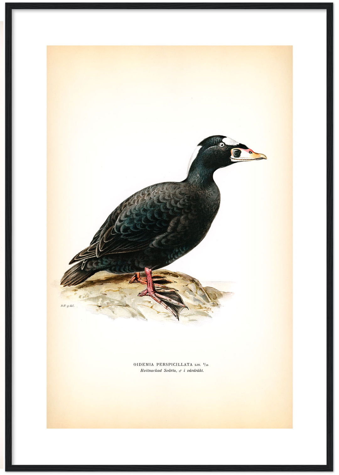 Fågeln Hvitnackad svärta på klassisk vintage poster/affisch