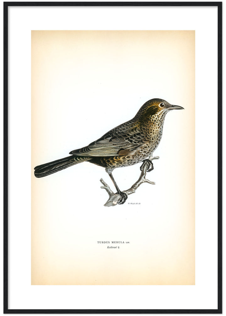 Fågeln Koltrast på klassisk vintage poster/affisch