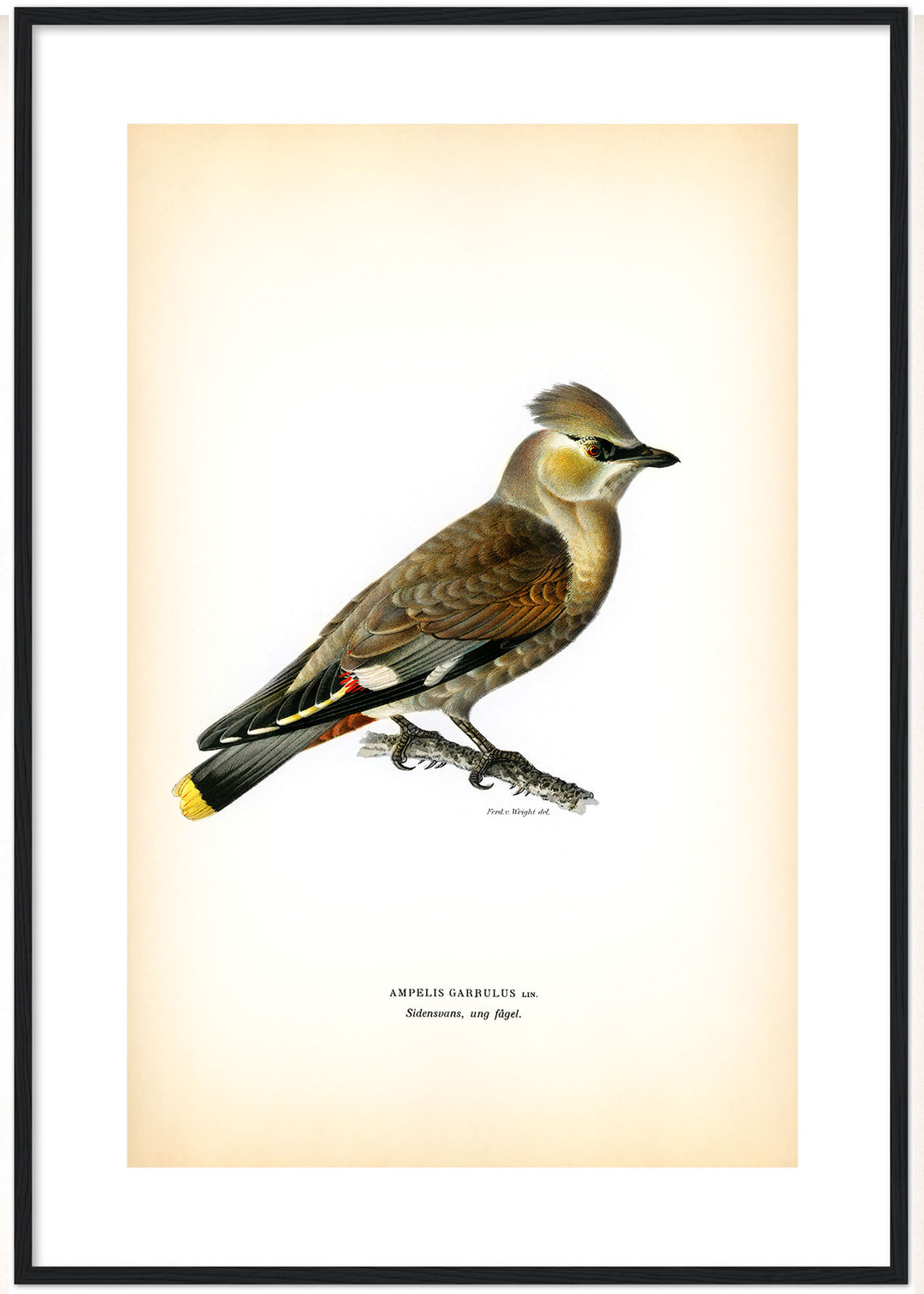 Fågeln Sidensvans, ung på klassisk vintage poster/affisch
