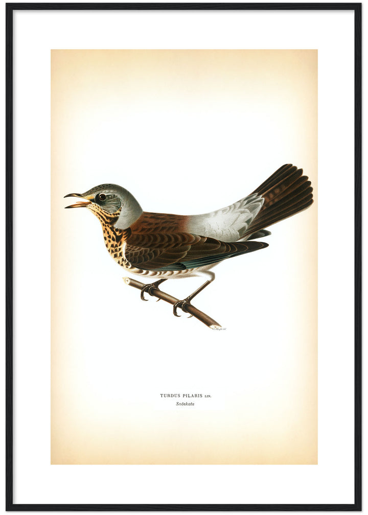 Fågeln Snöskata på klassisk vintage poster/affisch