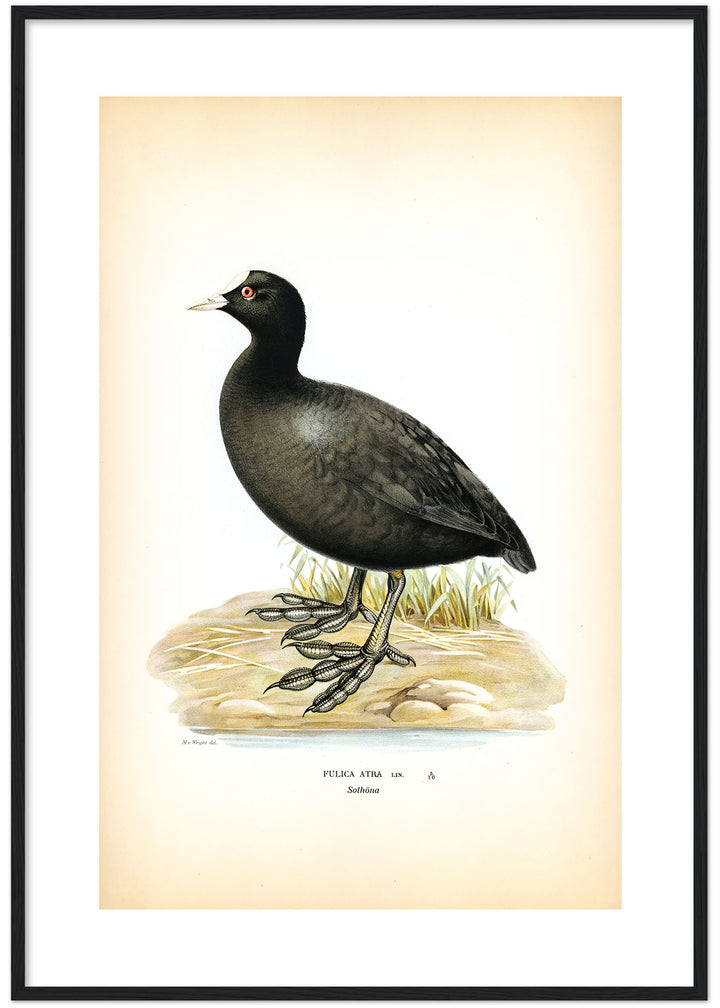 Fågeln Sothöna på klassisk vintage poster/affisch