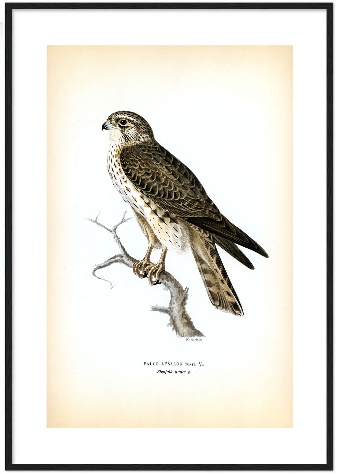 Fågeln Stenfalk, yngre på klassisk vintage poster/affisch