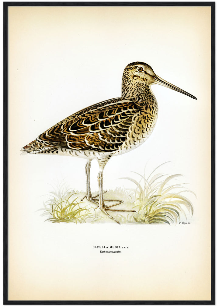 Fågeln Dubbelbeckasin på klassisk vintage poster/affisch