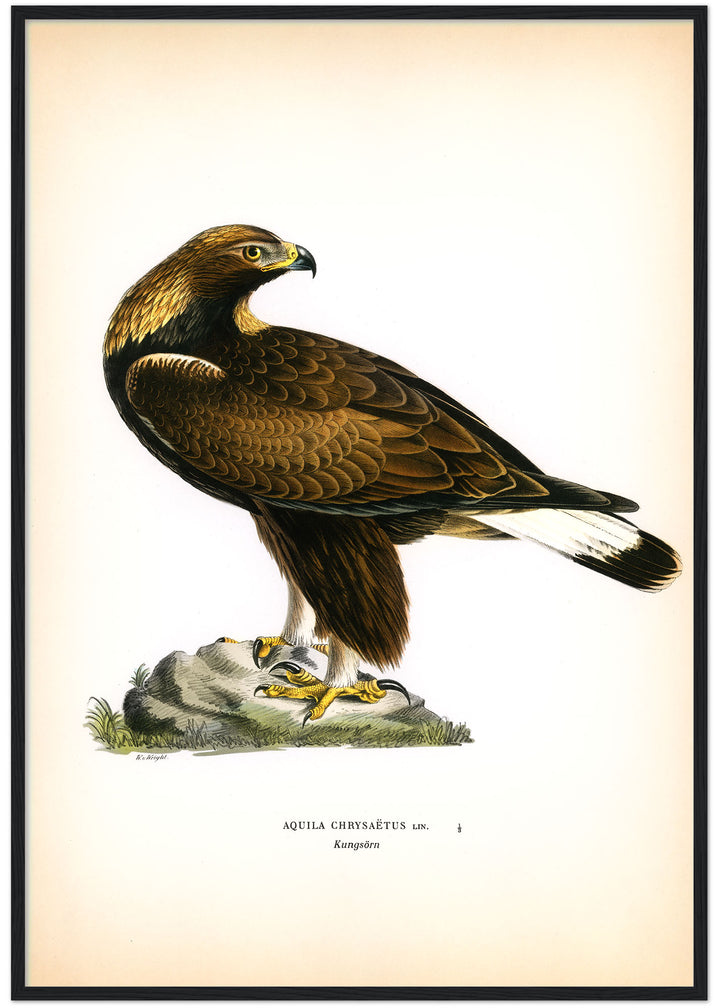 Fågeln Kungsörn på klassisk vintage poster/affisch