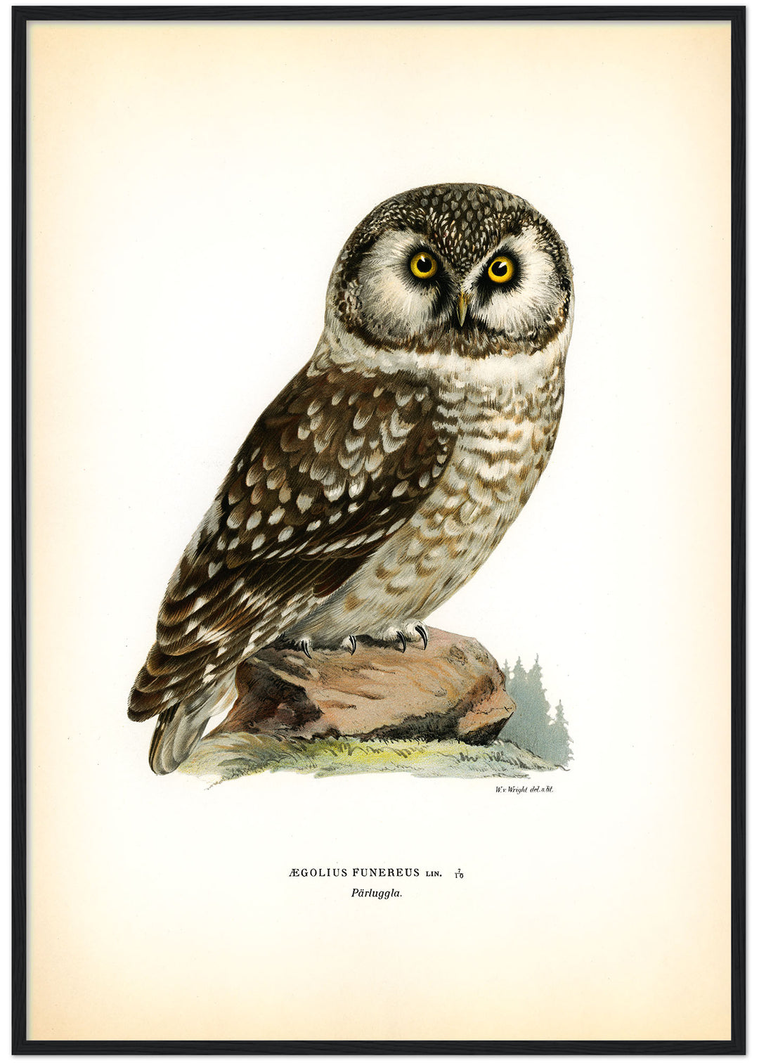 Fågeln Pärluggla på klassisk vintage poster/affisch