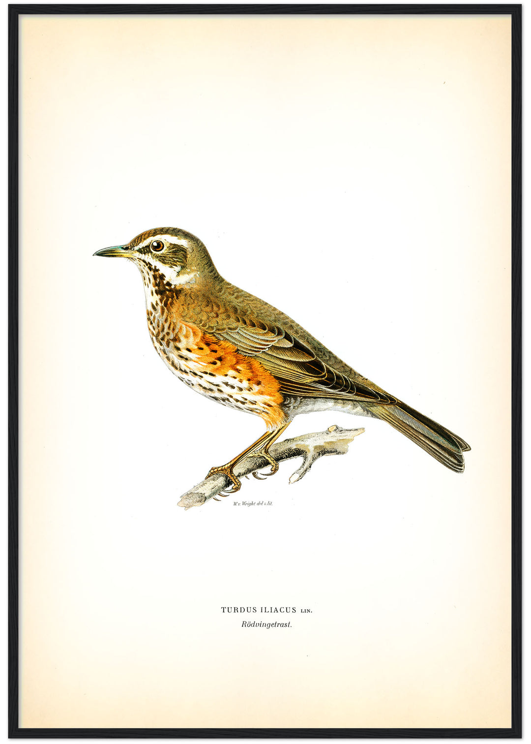 Fågeln Rödvingetrast på klassisk vintage poster/affisch