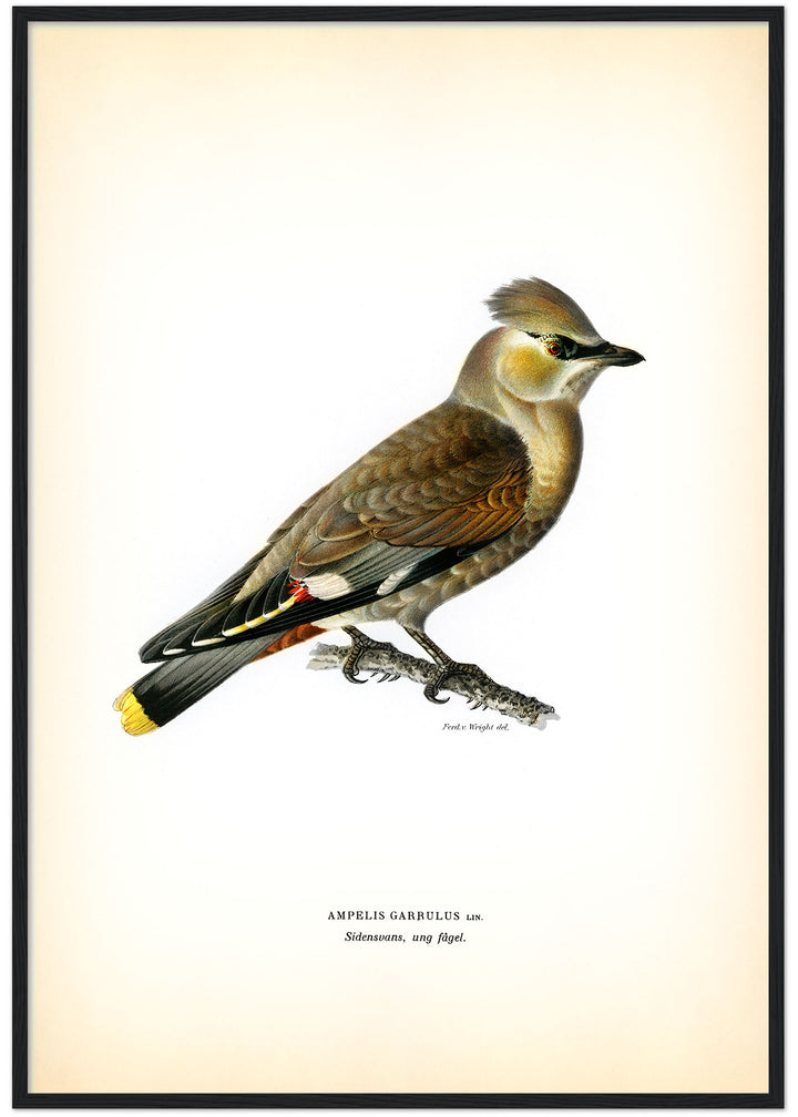 Fågeln Sidensvans, ung på klassisk vintage poster/affisch